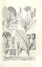 Oliganthes pseudocentauropsis